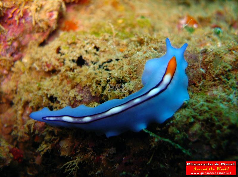 Papua Immersioni (Kavieng-New Hannover) - 19.jpg